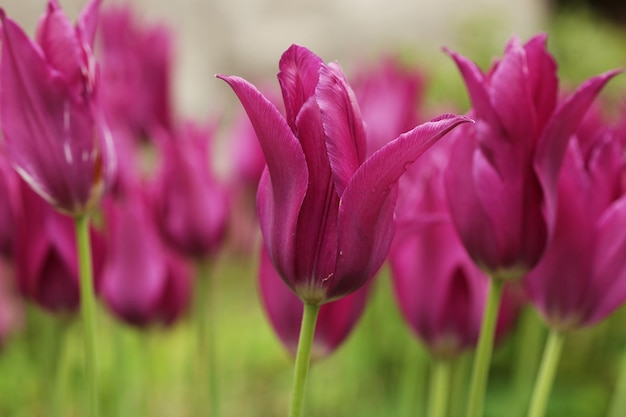 Tulipani rosa nel giardino