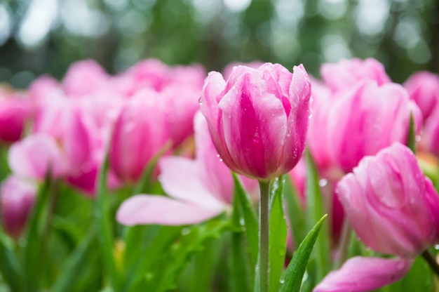 Tulipani rosa nel giardino