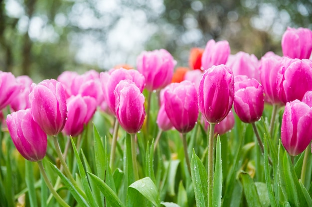 Tulipani rosa nel giardino