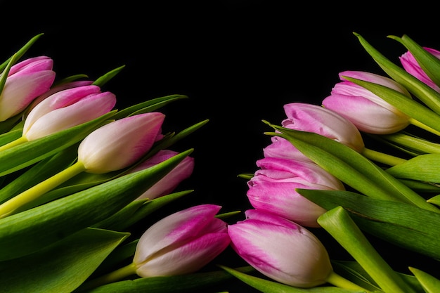 Tulipani rosa primavera