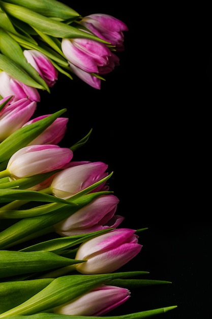 Tulipani rosa primavera