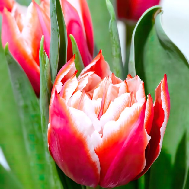 Tulipani rosa rossi Bellissimi fiori da regalare alla tua ragazza