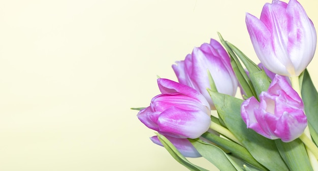 tulipani rosa su sfondo verde o giallo mini cavalletto e cifra 8 giocattolo in legno per bambino 8 marzo