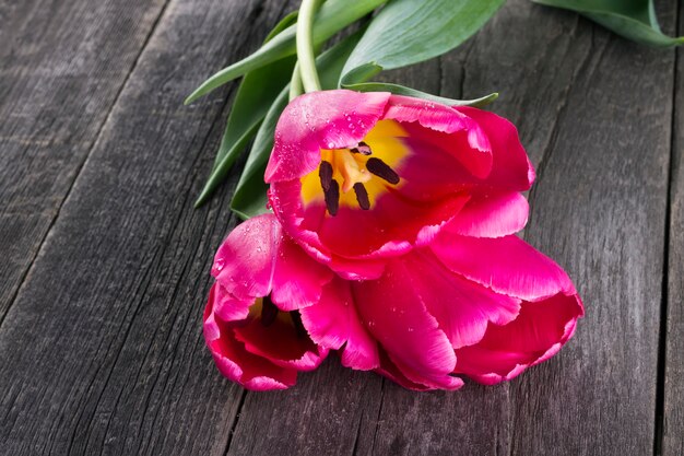 Tulipani rosa su un fondo di legno scuro