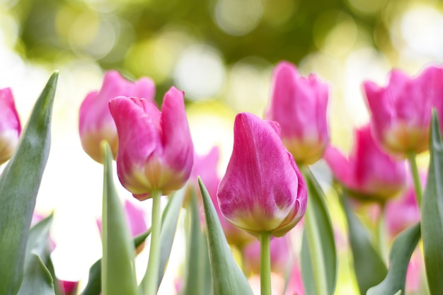 Tulipani rosa variopinti e foglie verdi con luce.