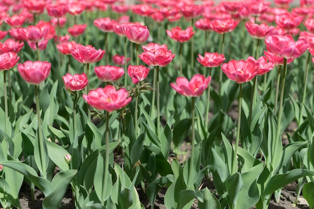 Tulipani rosa