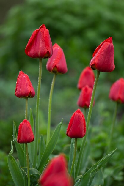 Tulipani rossi che crescono in un letto di fiori Fiori di primavera tulipani rossi