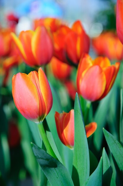 tulipani rossi colorati