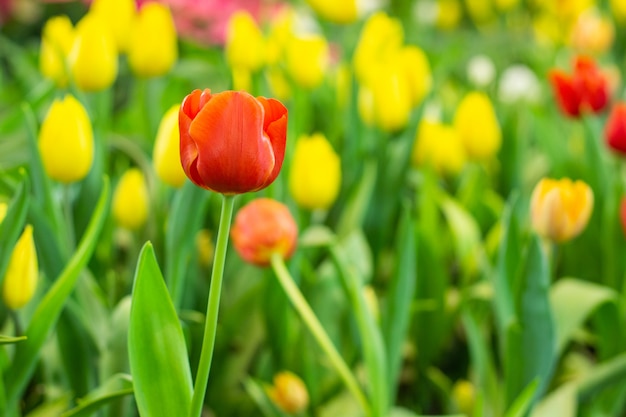 Tulipani rossi con bella nel giardino.