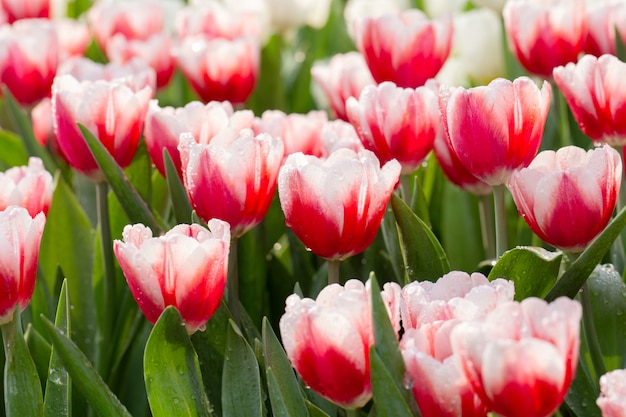 Tulipani rossi con bianco un grado.