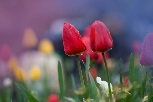 Tulipani rossi con foglie verdi