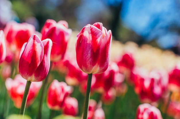 Tulipani rossi con un bellissimo bouquet.