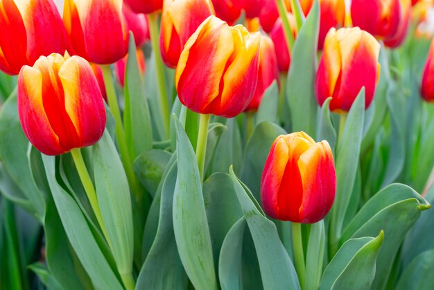 Tulipani rossi di bellissimi fiori. Sfondo naturale Tulipani fioriti primaverili.