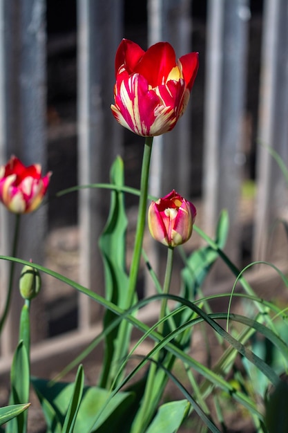 Tulipani rossi di primavera sullo sfondo del recinto