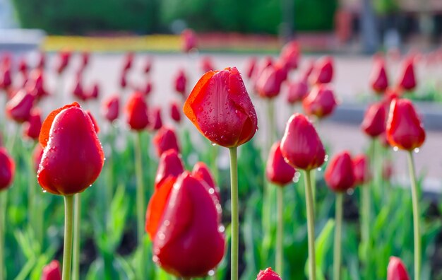 Tulipani rossi dopo la pioggia mattutina.