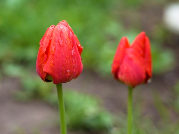 Tulipani rossi dopo pioggia con il primo piano delle gocce di acqua