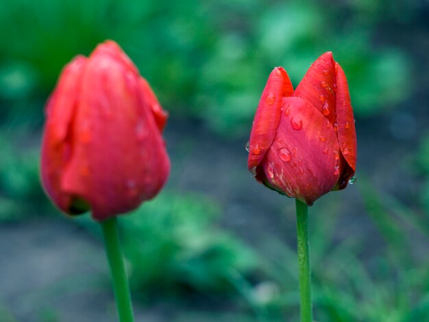 Tulipani rossi dopo pioggia con il primo piano delle gocce di acqua