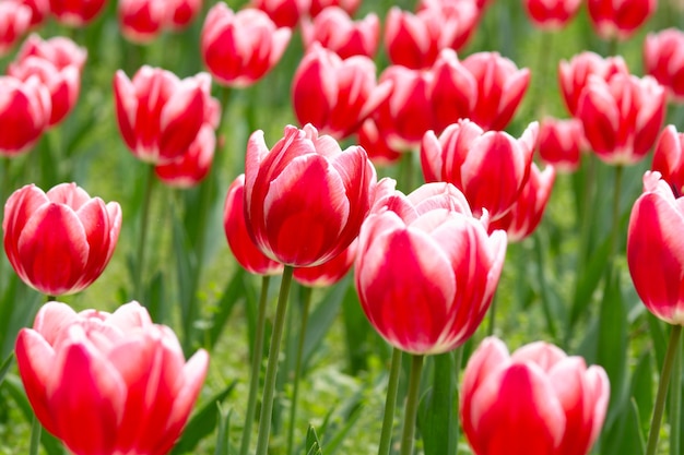 Tulipani rossi e bianchi su un campo