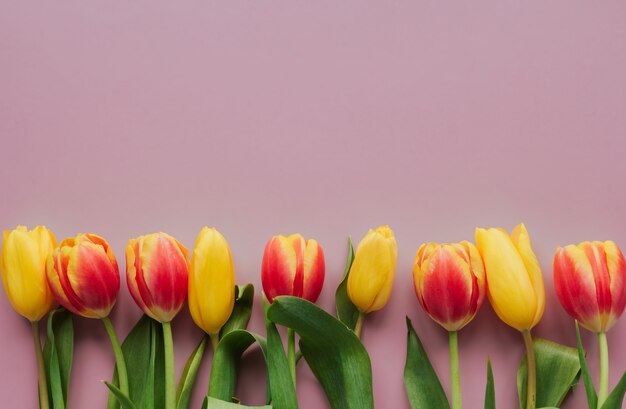 Tulipani rossi e gialli su uno spazio di copia di sfondo rosa isolato. bordo del tulipano.