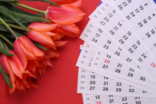 Tulipani rossi e un calendario mensile su sfondo rosso. Vista dall'alto. Lay piatto