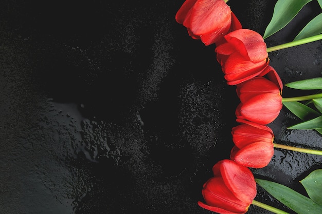 Tulipani rossi freschi su fondo nero. Un bouquet di fiori primaverili, bellissimo biglietto di auguri.