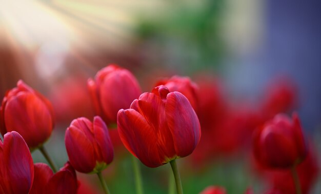 Tulipani rossi in fiore in giardino in una giornata di sole primaverile