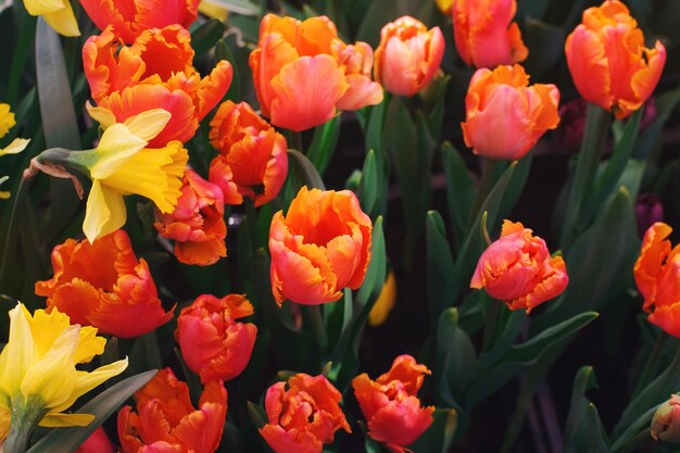 Tulipani rossi in fiore in una giornata di sole in un giardino morbido fuoco selettivo