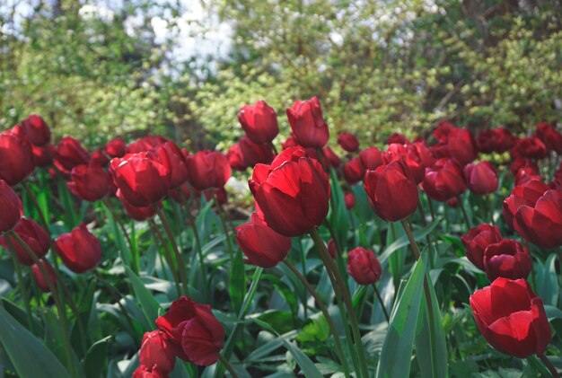 Tulipani rossi in fiore nel campo