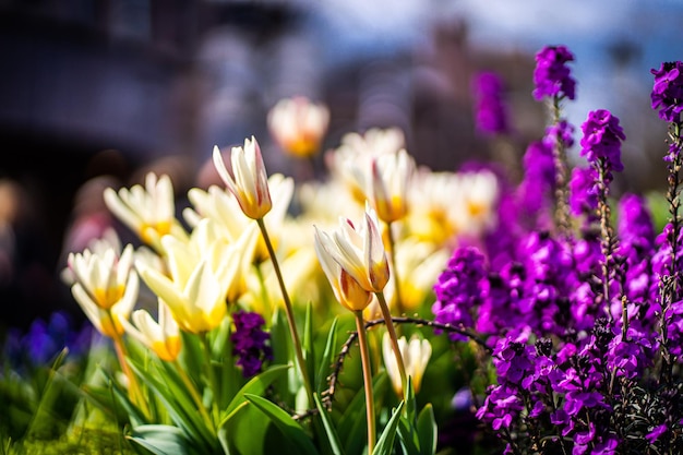 Tulipani rossi in fiore nel giardino bellissimo sfondo della natura in primavera in una giornata di sole goccia di rugiada sui fiori