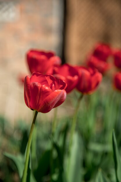 tulipani rossi in giardino