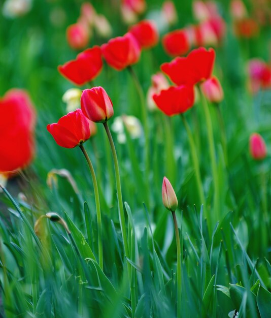 Tulipani rossi in giardino