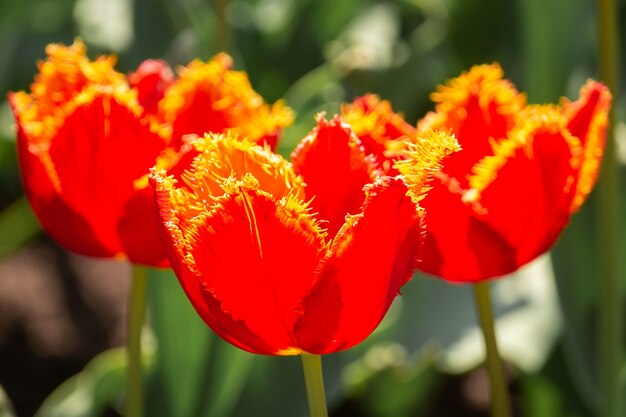 Tulipani rossi in giardino