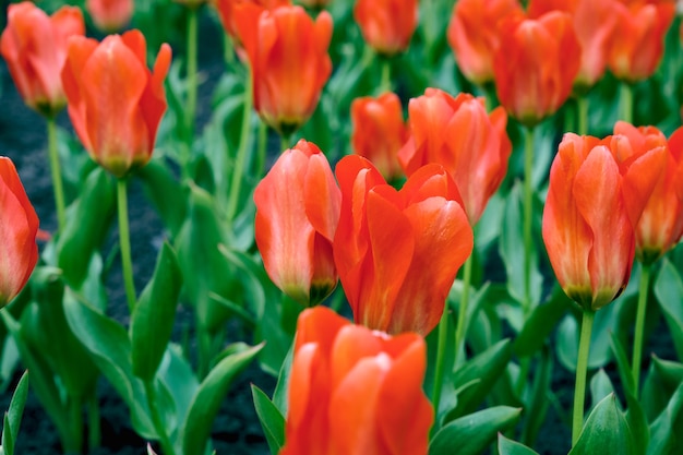 Tulipani rossi in un giardino. Bellissimi boccioli di tulipani rossi inondati di luce solare in giardino