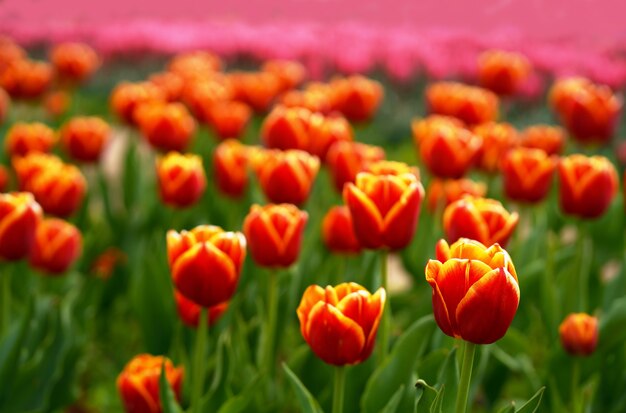 Tulipani rossi molti tulipani diverse varietà di tulipani fiori primaverili luminosi superficie messa a fuoco selettiva immagine bella immagine fiori per la vendita di vacanze di tulipani mostra o paesaggio