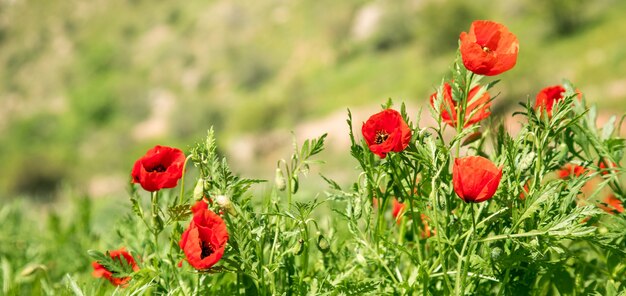 Tulipani rossi nel campo verde