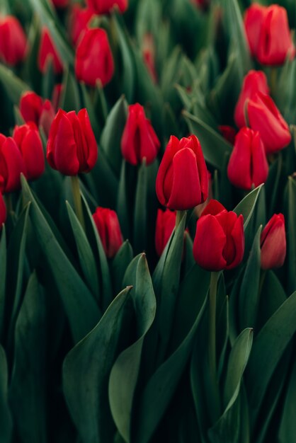 Tulipani rossi nel campo