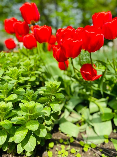 Tulipani rossi nel giardino della dacia