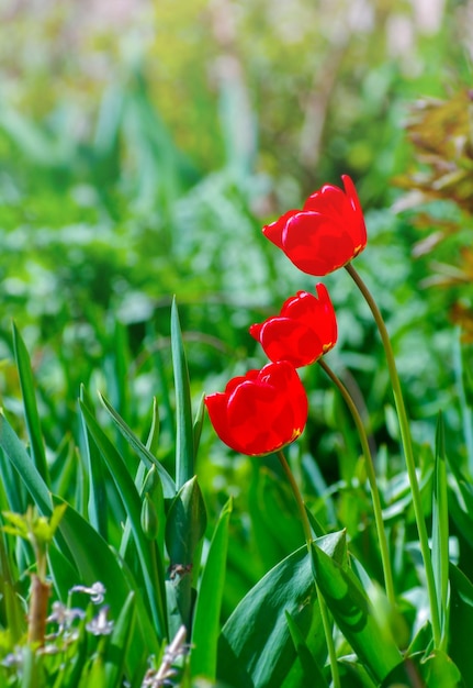 Tulipani rossi nel giardino