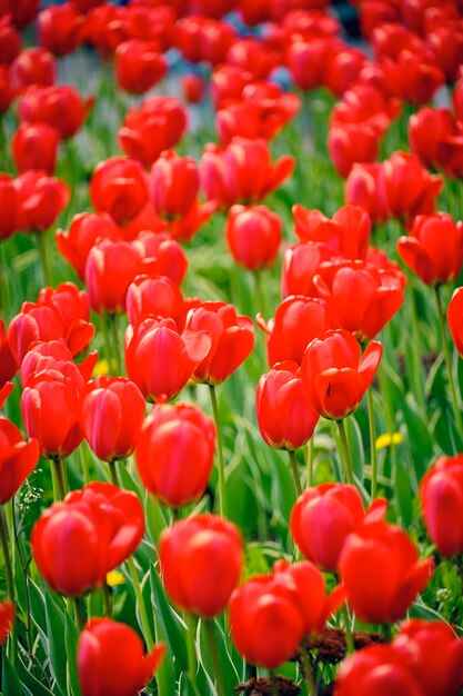 Tulipani rossi sfondo verdeBright bei fioriPrimavera natura