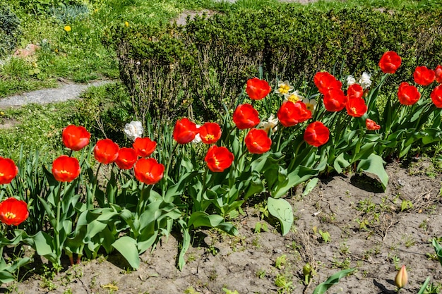 Tulipani rossi su aiuola nel parco cittadino