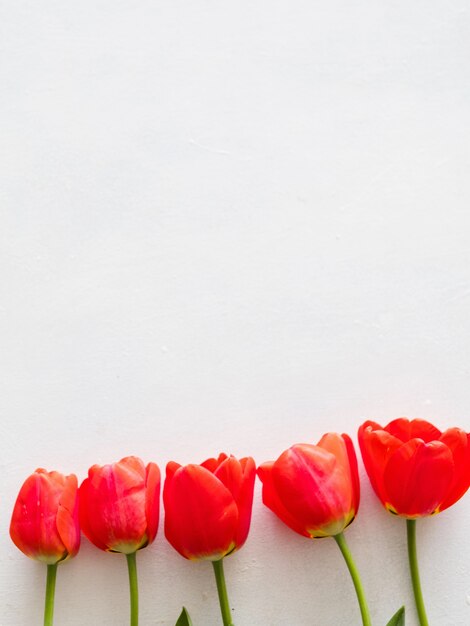 Tulipani rossi su sfondo bianco. flora botanica e primavera.