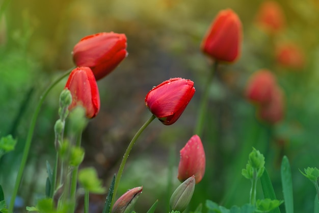 Tulipani rossi su sfondo giardino Tulipano colorato rosso