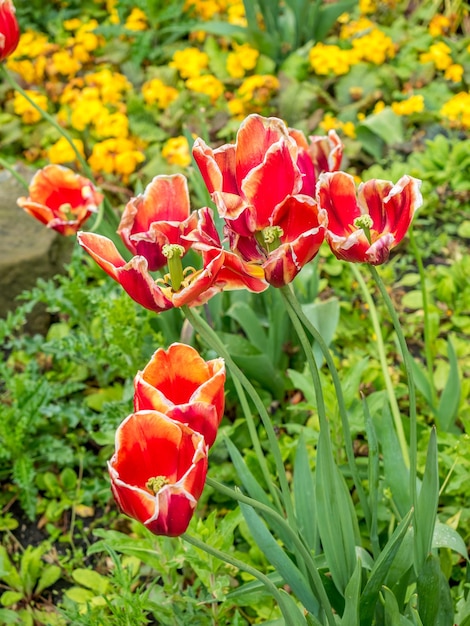 Tulipani rossi su sfondo verde sfocato