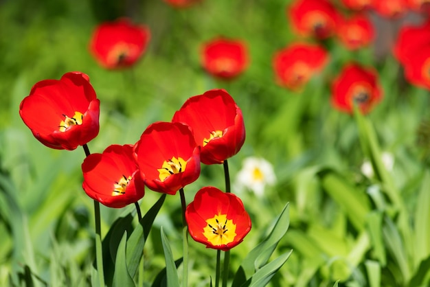Tulipani rossi su uno sfondo di vegetazione verde in natura.