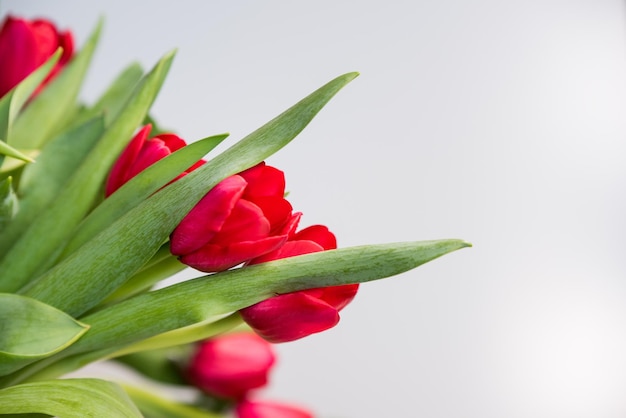 Tulipani rossi su uno spazio bianco della copia del fondo