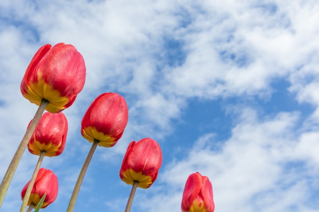 Tulipani rossi sul cielo blu brillante con nuvole di luce.