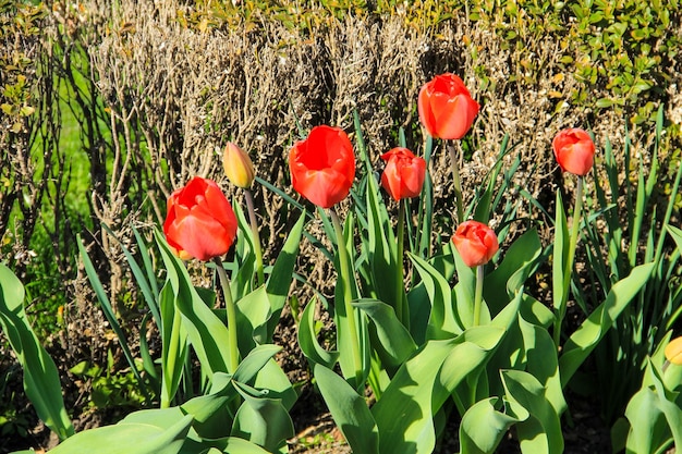 Tulipani rossi sull'aiuola in giardino