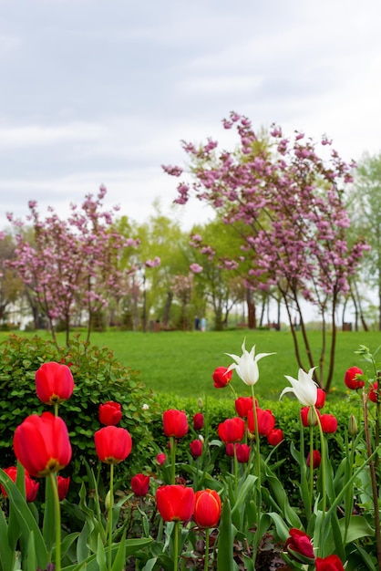 Tulipani rossi sullo sfondo delle magnolie nel parco