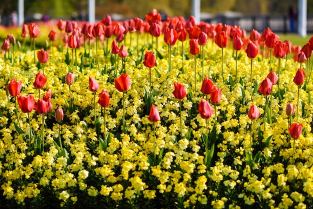 Tulipani rossi vicino a Buckingham Palace a Londra