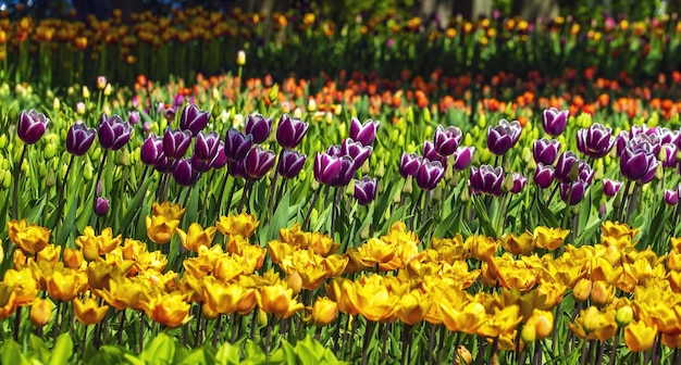 Tulipani rossi viola gialli su un letto di fiori piantati in file